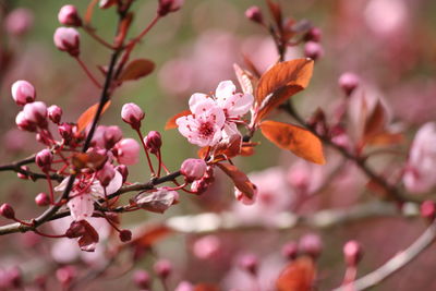 Close-up of insect on pink flowers