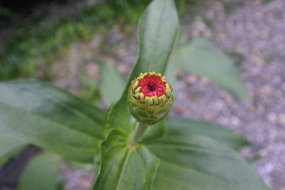 Close-up of flowering plant