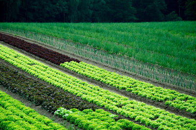 Scenic view of agricultural field