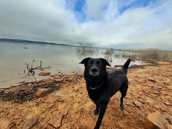 Dog on beach