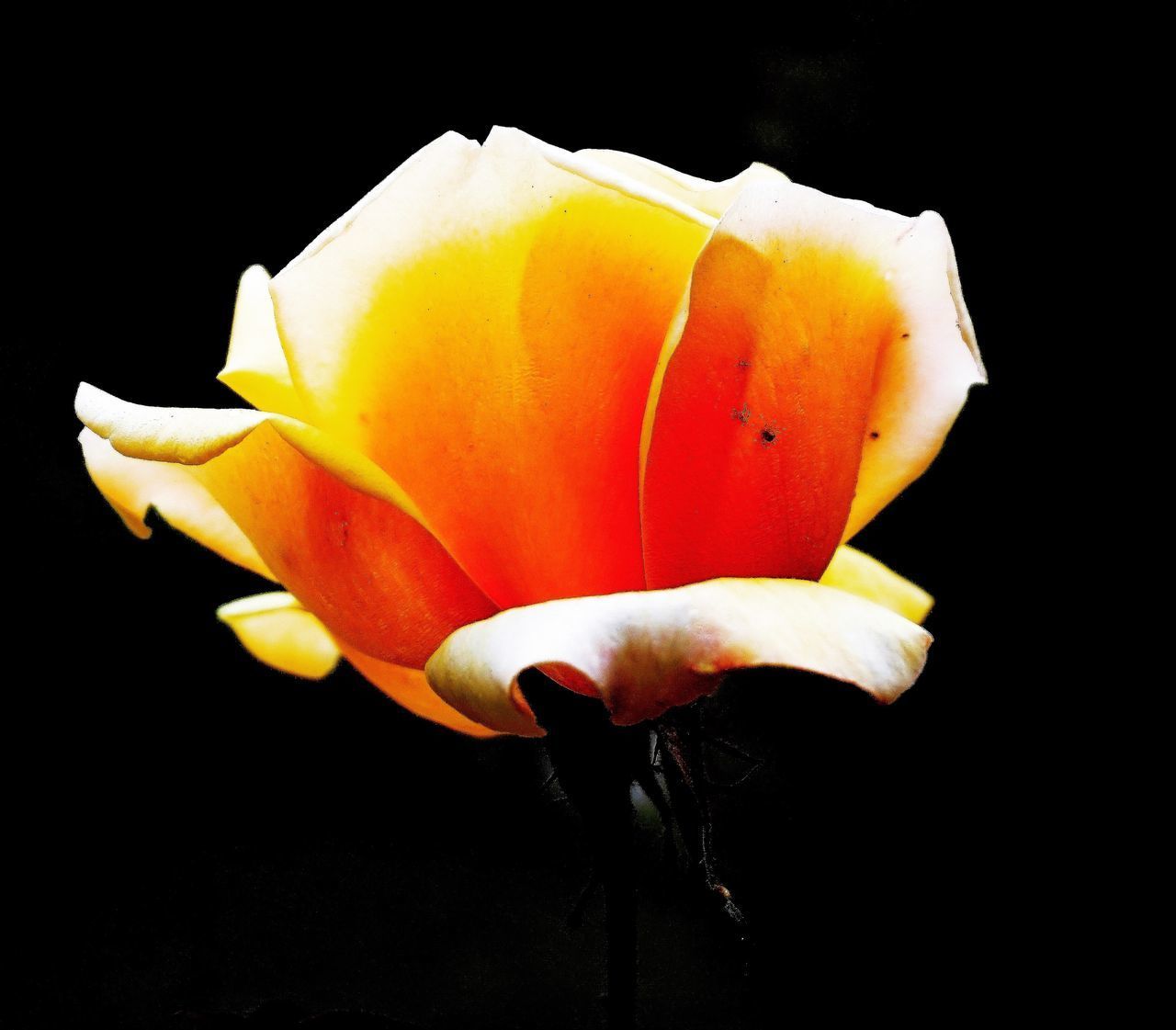 CLOSE-UP OF YELLOW ROSE IN BLACK BACKGROUND