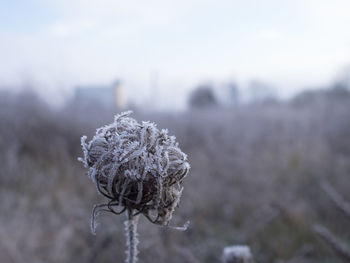 Close-up of plant on field against sky