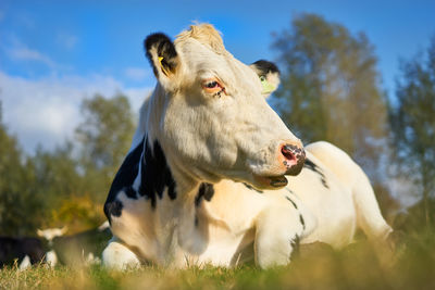 Low angle view of cow on field against sky