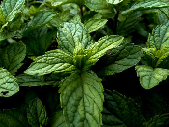 Full frame shot of green leaves