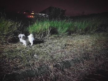 Dog sitting on field against sky at night