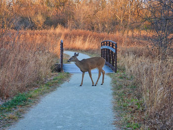 View of deer on road amidst trees