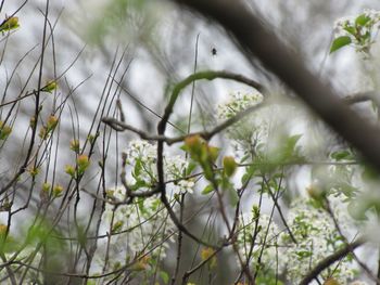 Close-up of white flowering plant on field