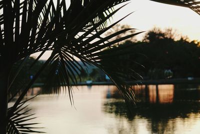 Close-up of palm tree against lake