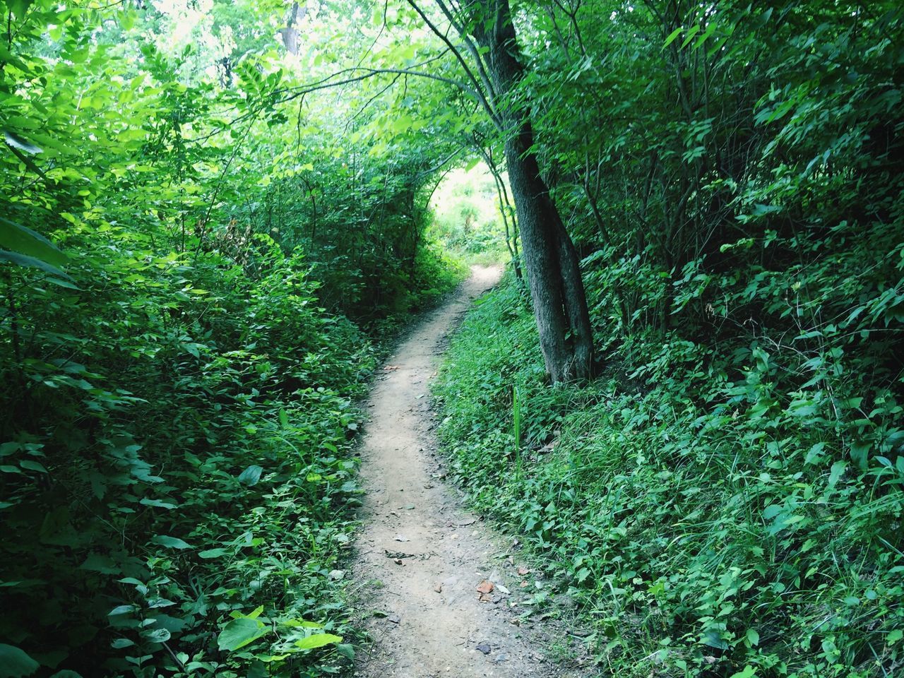 tree, the way forward, growth, green color, tranquility, forest, footpath, nature, diminishing perspective, dirt road, tranquil scene, pathway, plant, narrow, vanishing point, branch, grass, lush foliage, beauty in nature, tree trunk