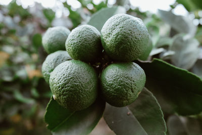 Close-up of fruit