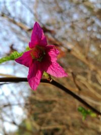 Close-up of pink flower blooming outdoors