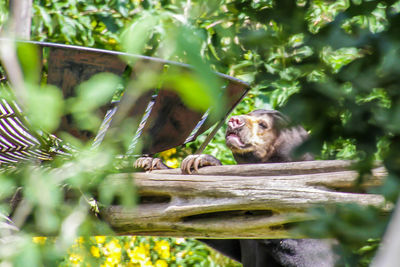 Monkey sitting on a tree