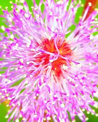 Close-up of pink flower