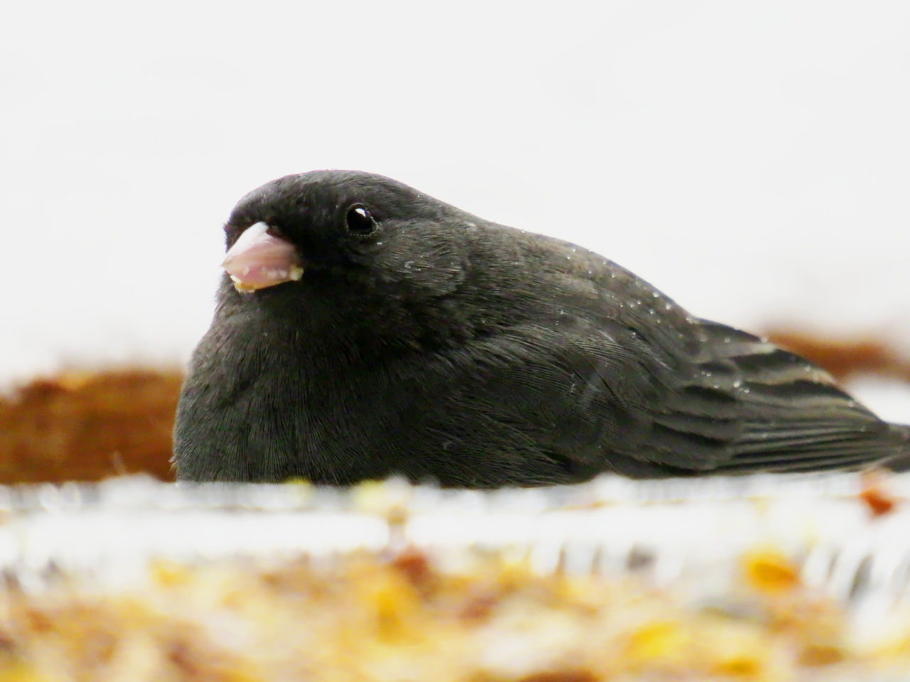 CLOSE-UP OF BIRD PERCHING ON A WALL