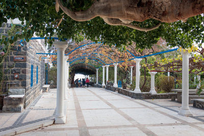 People on road amidst trees