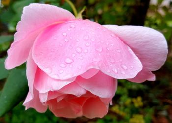 Close-up of wet pink flower blooming outdoors