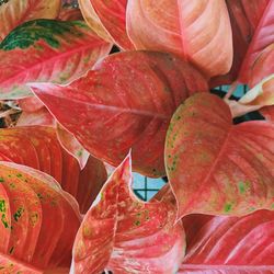 Full frame shot of red leaves