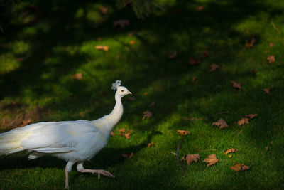 View of a bird on field