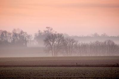 Trees on field against sky during sunset
