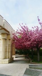 Pink flowers growing on tree