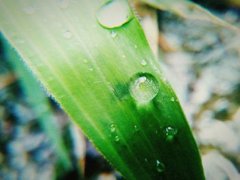 Close-up of raindrops on leaf