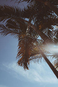 Low angle view of palm tree against sky