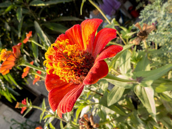 Close-up of red flower
