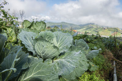 Plants growing on field against sky