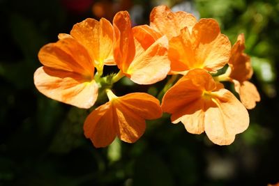 Close-up of orange flowering plant