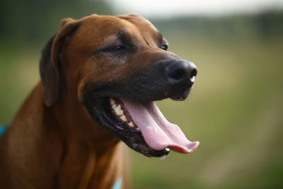 Close-up of a dog looking away