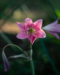 Close-up of pink flower growing on plant