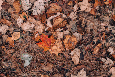 Full frame shot of dried autumn leaves on field