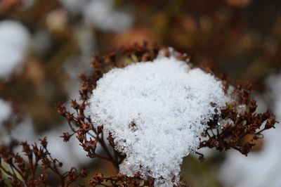 Dry hydrangea with snow iv, italy, 2020.