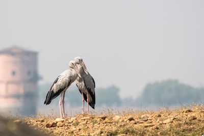 Bird perching on a field