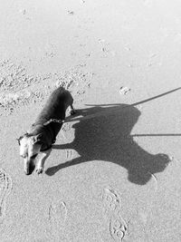 High angle view of dog on street