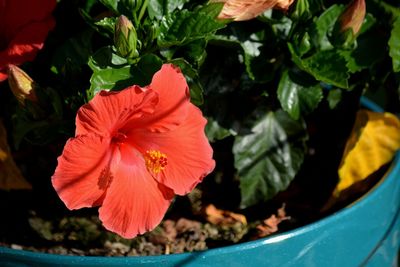 Close-up of red hibiscus flower in pot