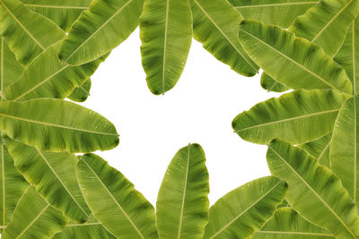 Banana leaf