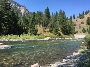 Scenic view of river amidst trees against sky