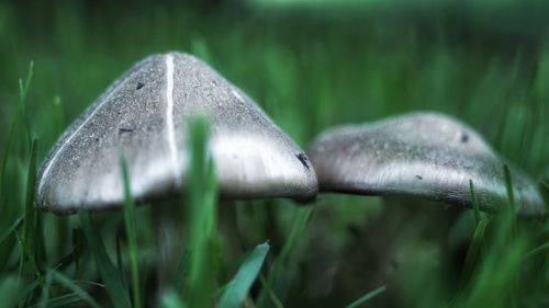 Close-up of mushroom