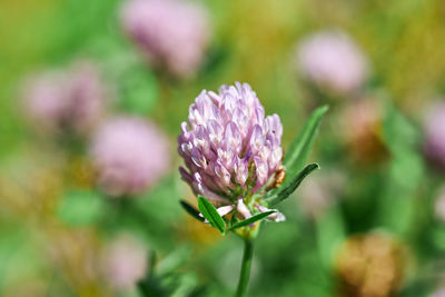 Close-up of pink flowering plant