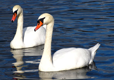 Swans swimming in lake