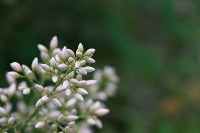Close-up of blooming plant