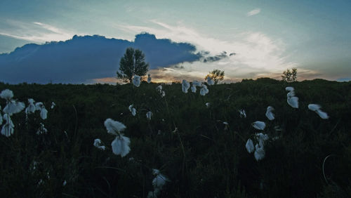 Panoramic view of field against sky