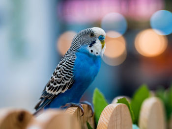 Close-up of parrot perching outdoors