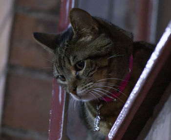 Close-up of a cat looking away