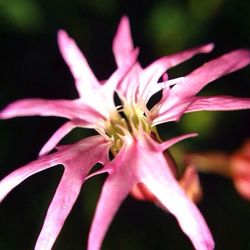 Close-up of pink flower