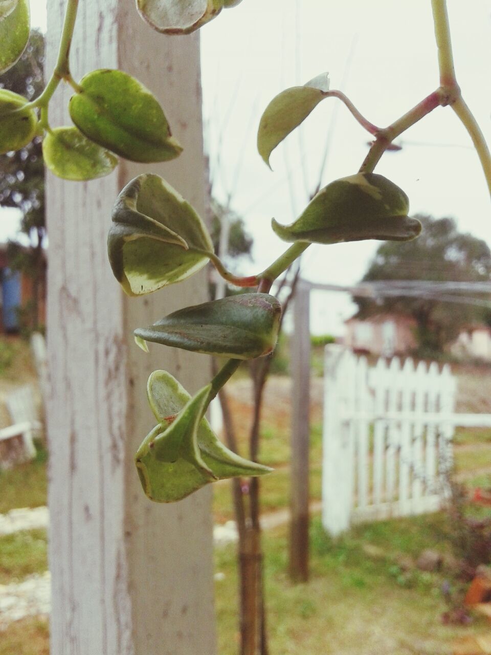 focus on foreground, close-up, growth, green color, leaf, plant, nature, growing, stem, tree, day, selective focus, outdoors, branch, fence, sunlight, no people, bud, twig, freshness