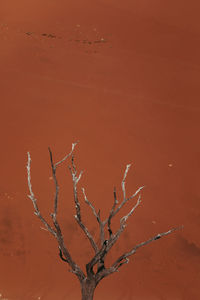 Bare tree against orange sky