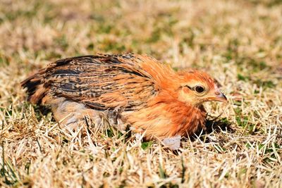 Close-up of bird on field