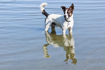 Dog standing in water